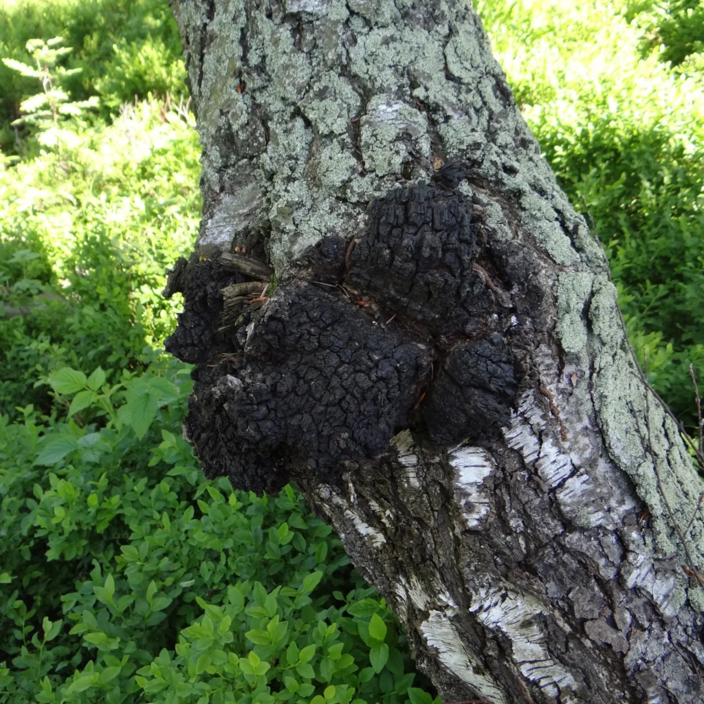 Grzyb Chaga