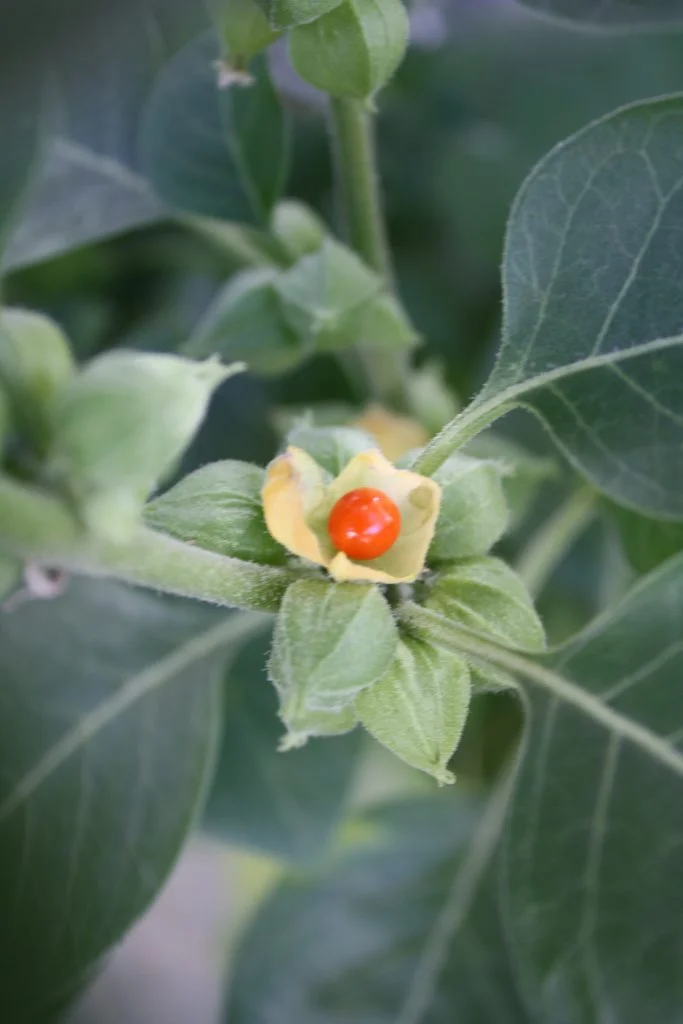 Ashwagandha – żeń-szeń indyjski