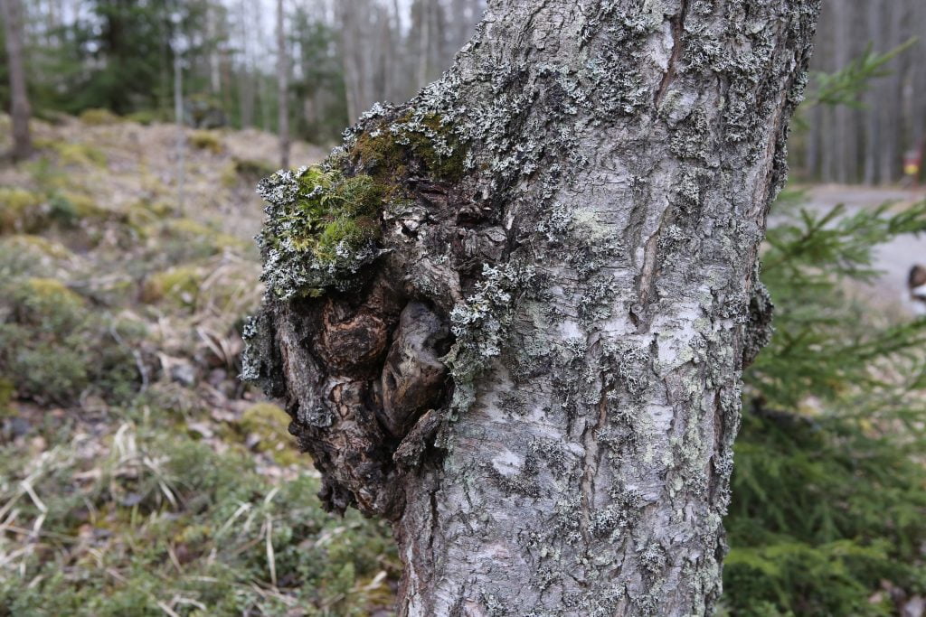 Adaptogeny - Grzyb Chaga