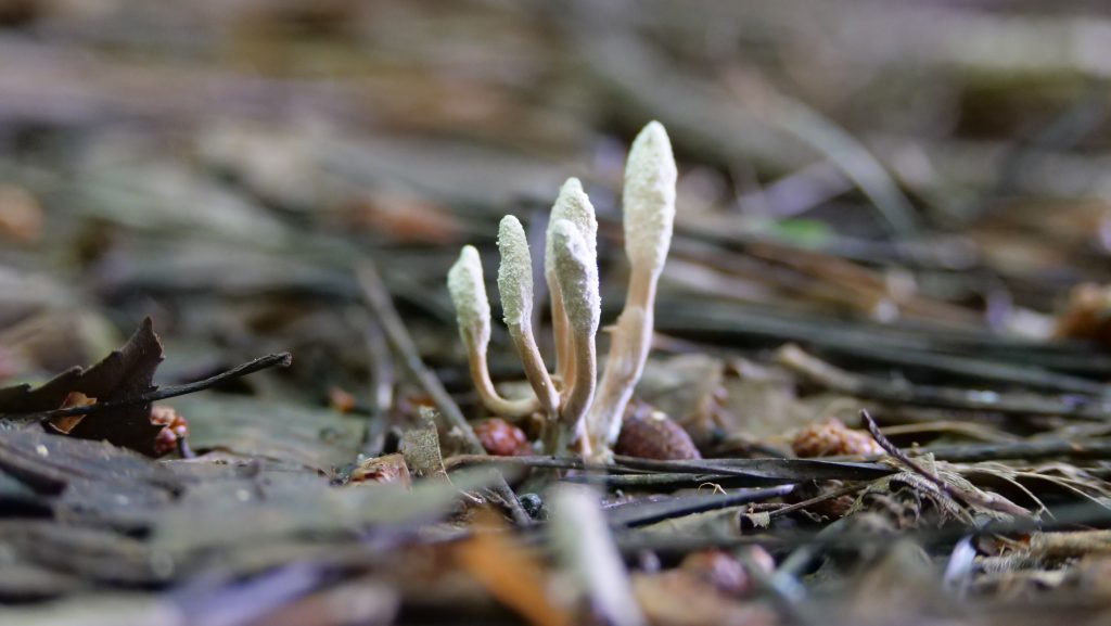 Grzyby adaptogenne - grzyb Cordyceps