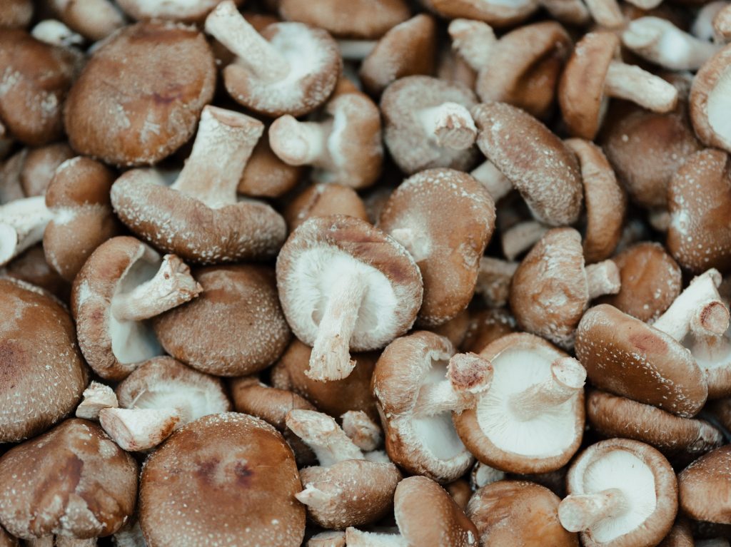Grzyby adaptogenne - grzyb Shiitake