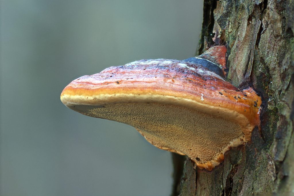 Grzyby adaptogenne - grzyb Reishi